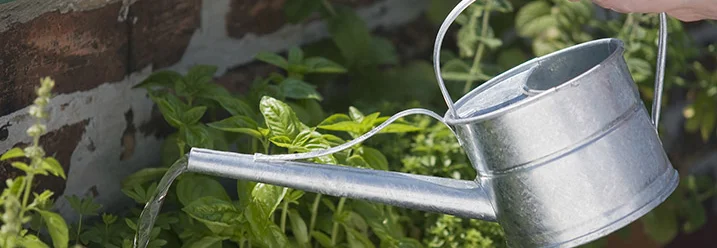 Hand gießt Kräuter mit Gießkanne